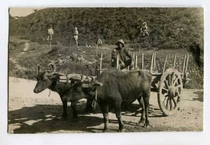 287492 Adjara Georgia BATUMI native bullock-cart Vintage photo postcard