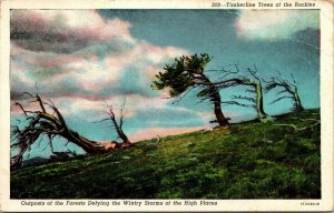 Vtg Timberline Trees Of The Rockies Colorado CO Postcard