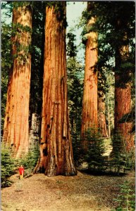 Circa 1960s Vintage Mariposa Grove Postcard Sequoia Trees Yosemite National Park