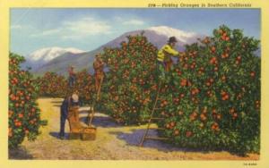 PICKING CITRUS ORANGES SOUTHERN CA CALIFORNIA 1948 Postcard