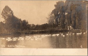 RPPC Get In the Swim, Flock of White Ducks Geese on Lake Vintage Postcard R36