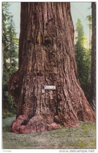 Near SANTA CRUZ, California, 1900-1910´s; Jumbo Big Tree