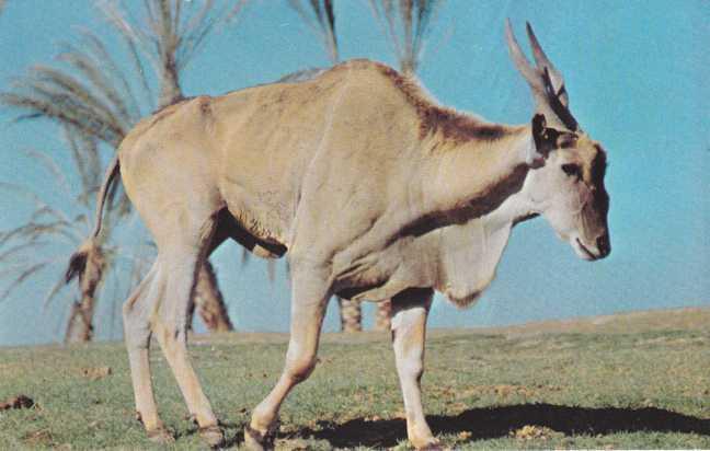 Addax from Sahara Desert - North Carolina Zoological Park, Asheboro, NC
