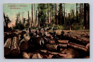 LOGGING IN WESTERN WASHINGTON ALASKA YUKON PACIFIC AYP EXPO POSTCARD (1909)