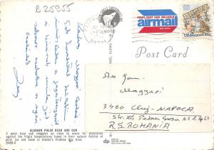 B25955 Polar Bear Ours Alaska usa