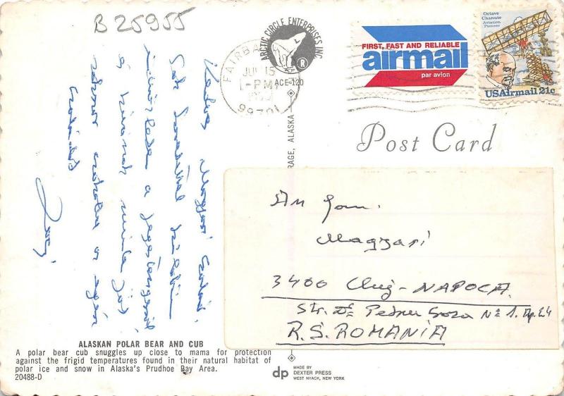 B25955 Polar Bear Ours Alaska usa