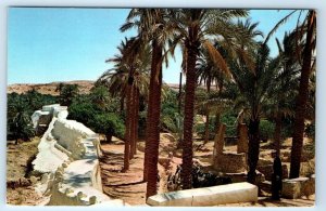 GHARDAIA Algeria Postcard