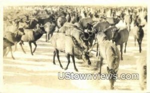 Real Photo The Elk Heard - Jackson, Wyoming WY  