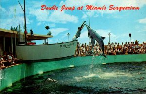 Fish Porpoises Jumping For Food Miami Seaquarium Florida 1972