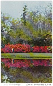 South Carolina Charleston Magnolia Gardens World's Most Beautiful Garden