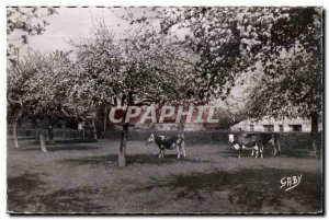 Modern Postcard Normandy Norman Pasture and Apple Blossoms Cows