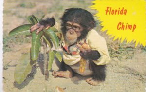 Florida Monkey Humour Chimp Eating Hot Dog