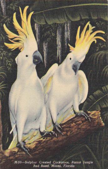 Florida Miami Parrot Jungle Sulphur Crested Cockatoos 1955 Curteich