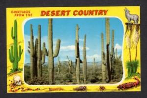 AZ  Desert Country ARIZONA Postcard Giant Cactus PC