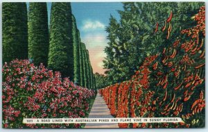 M-10653 A Road Lined With Australian Pines And Flame Vine In Sunny Florida