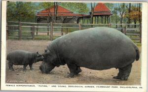 Hippopotamus Fatima and Calf Fairmount Park Philadelphia PA Vintage Postcard N06