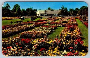 Jackson & Perkins Rose Garden, Newark New York, Vintage Chrome Postcard #3