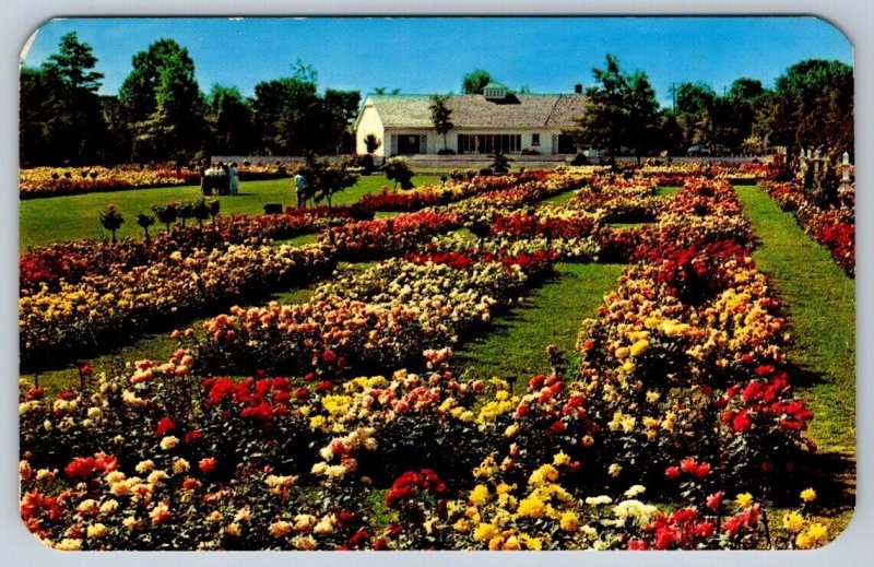 Jackson & Perkins Rose Garden, Newark New York, Vintage Chrome Postcard #3