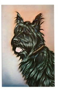 Scottie Dog Fala, Roosevelt Museum Hyde Park New York, Pastel Drawing, Fine Art