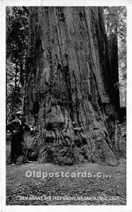 Gen Grant Big Tree Grove Real Photo Santa Cruz, California, USA Logging, Timb...