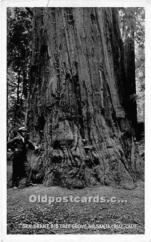 Gen Grant Big Tree Grove Real Photo Santa Cruz, California, USA Logging, Timb...