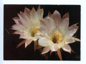 419463 USSR 1989 year flowering cacti postal postcard POSTAL stationery