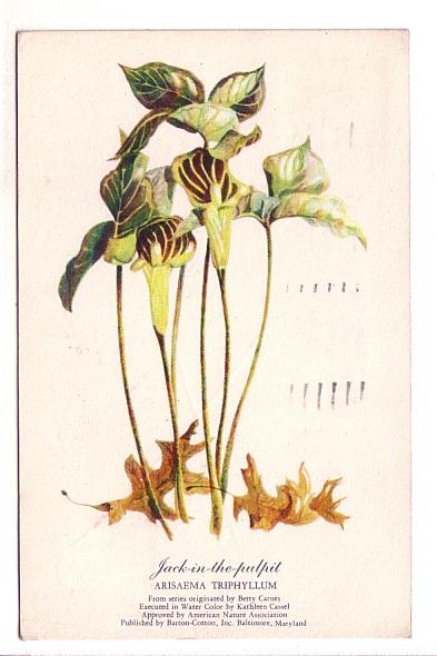 Botanical Jack-in-the-pulpit Flower, Betty Carnes, Kathleen Cassel, American ...