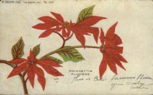 Poinsettia Flowers