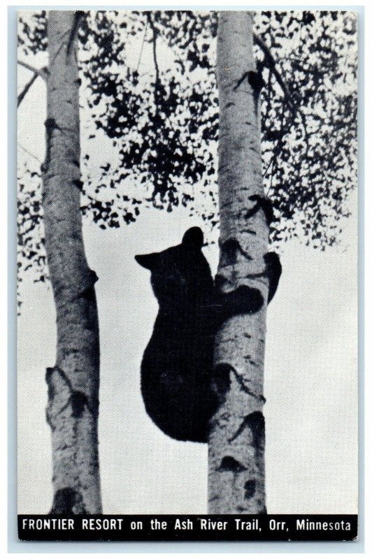 1940 Frontier Resort Ash River Trail Animal Climbing Tree Orr Minnesota