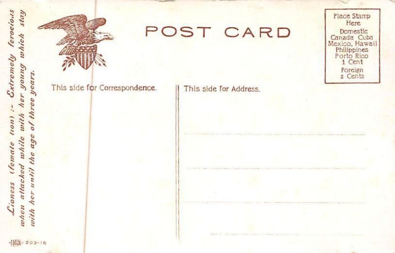 Lioness Lions Unused 