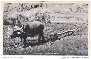 Hawaii Water Buffalo Pulling Plow