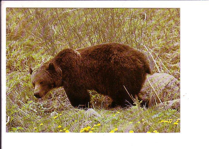 Grizzly Bear, Alberta, Canada