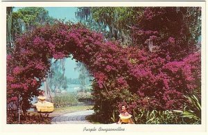 Arbor Of Purple Bougainvillea, Cypress Gardens, Florida, Vintage Chrome Postcard