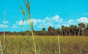 USA Florida's Everglades Tamiami Trail Sawgrass Vintage Postcard 07.86