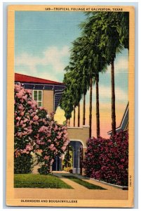 Galveston Texas Postcard Tropical Foliage Oleanders Bougainvilleas 1952 Antique