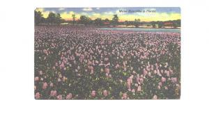 Water Hyacinths in Florida, Used Melbourne, 1956