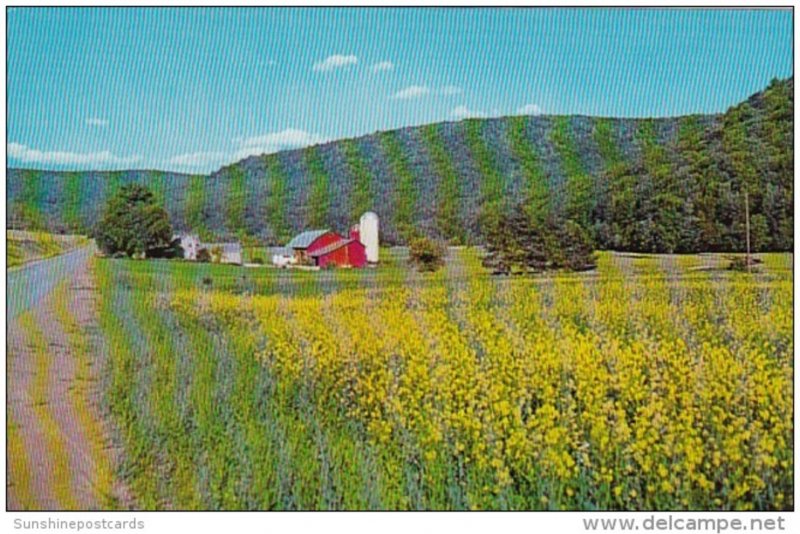 Greetings From The Pennsylvania Dutch Country A Field Of Golden Green