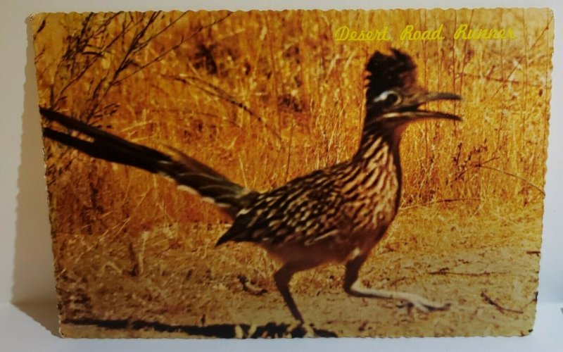 Vintage Postcard Road Runner Clown of the West desert bird Arizona 1977