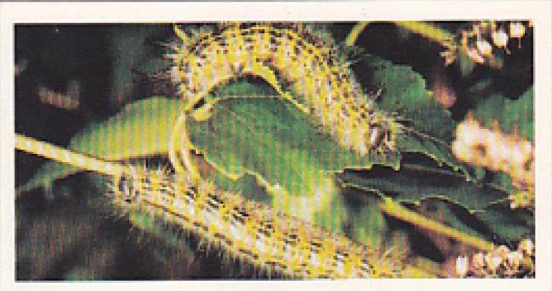 Brooke Bond Vintage Trade Card Woodland Wildlife 1980 No 25 Bluff-Tip Moth