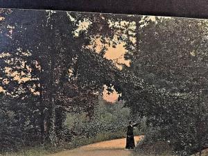 Postcard 1911 View of Vine Arch, at Brodhead Bridge, Catskill  Mountains ,NY  W1