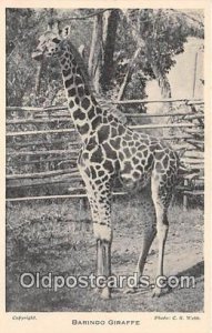 Baringo Giraffe Writing on back 