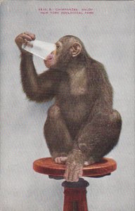 Chimpanzee Baldy New York Zoological Park