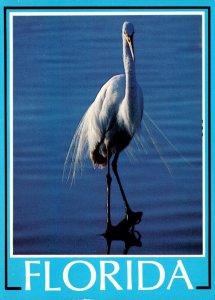 Florida Great White Heron