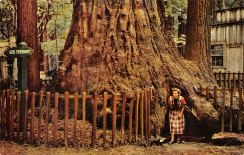 GENERAL FREMONT TREE Big Trees Park SANTA CRUZ, CA c1950s Vintage Postcard