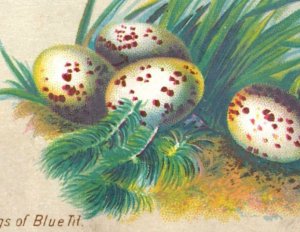 1880s Morse's Mottled Soap Eggs Of Blue Tit Bird Fab! P171