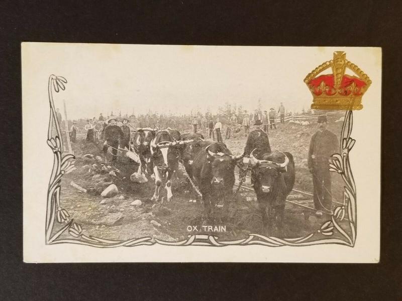 Mint Canada Ox Train Real Picture Photograph Souvenir Postcard