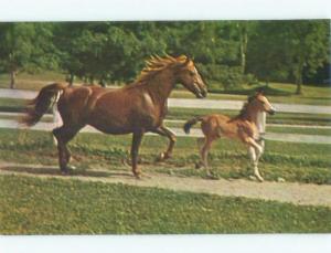 Pre-1980 HORSES AT UNIVERSITY OF VERMONT Weybridge - Near Middlebury VT E0286