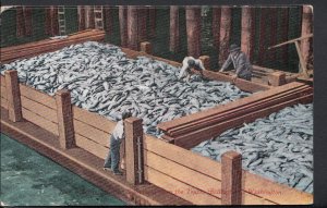 America Postcard - Salmon From The Traps, Bellingham, Washington  DR723