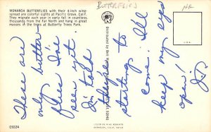 Monarch Butterflies Butterflies Postcard, Butterfly Postcard