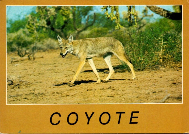 Desert Coyote 1986